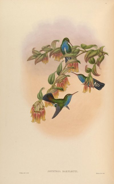 Agyrtria bartletti = Amazilia lactea bartletti - John Gould